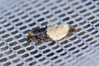 Acleris variegana