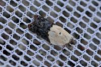 Acleris variegana