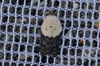 Acleris variegana