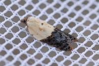 Acleris variegana