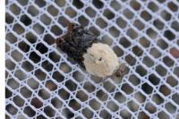 Acleris variegana
