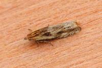 Eucosma gr. cana
