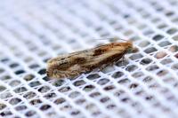 Eucosma gr. cana