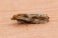Eucosma gr. cana