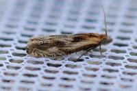 Eucosma gr. cana