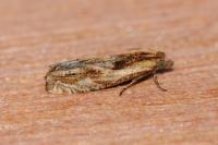 Eucosma gr. cana