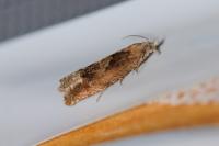 Eucosma conterminana