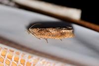 Eucosma conterminana