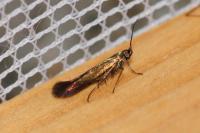Coleophora