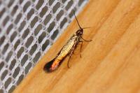 Coleophora