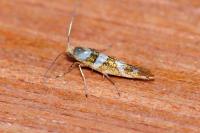Argyresthia goedartella
