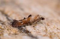 Epermenia iniquellus