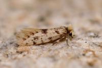 Eumasia parietariella