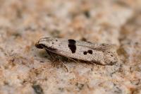 Mirificarma cytisella