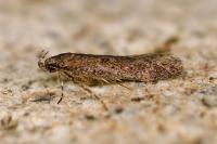 Telphusa cistiflorella