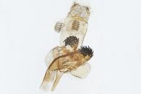 Haplochrois buvati