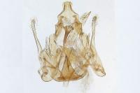 Mirificarma ulicinella
