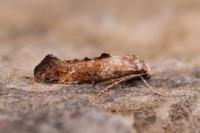 Epermenia iniquellus
