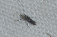 Parectopa ononidis