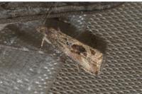 Endothenia quadrimaculana