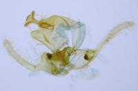 Endothenia quadrimaculana
