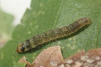 Ancylis upupana