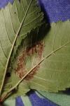 Ancylis upupana