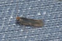 Bucculatrix cidarella