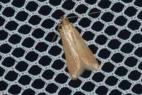 Helcystogramma rufescens