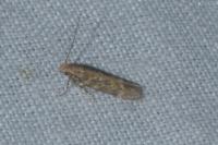 Scrobipalpa ocellatella