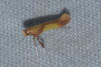Caloptilia robustella