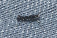 Parectopa ononidis