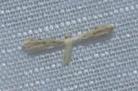 Adaina microdactyla