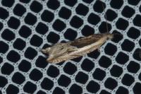 Ancylis apicella