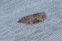 Apotomis semifasciana