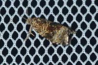 Celypha lacunana