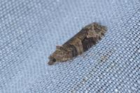 Apotomis semifasciana