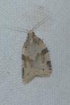 Clepsis spectrana