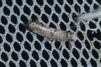 Paraswammerdamia nebulella