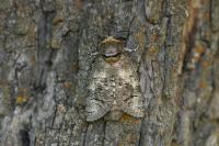 Cossus cossus