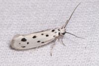 Ethmia dodecea