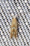 Phyllonorycter