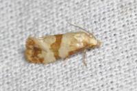 Phalonidia contractana