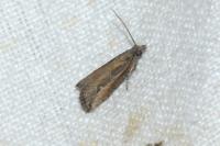 Bactra venosana