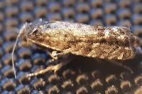 Pammene giganteana