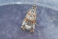 Endothenia pauperculana