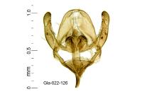 Rebelia plumella surientella