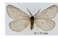 Rebelia plumella surientella