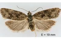 Cnephasia cupressivorana