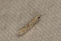 Ptocheuusa paupella